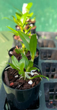 Load image into Gallery viewer, Orchid Seedling 50mm Pot Size - Dendrobium hibiki 'Tiny Bubbles' - Species
