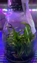 Load image into Gallery viewer, Flask - Cattleya Myc Mem Louise Fuchs 'Purple Rain' FCC/AOS (Mcp tibicinis x C bicolor)
