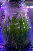 Load image into Gallery viewer, Flask - Cattleya Bc. Hawaii Stars 'Hsinying'
