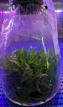 Load image into Gallery viewer, Flask - Angcm elephantinum - Species
