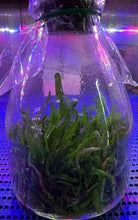 Load image into Gallery viewer, Flask - Angcm elephantinum - Species
