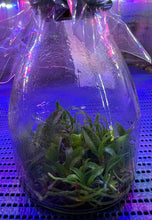 Load image into Gallery viewer, Flask - Cattelya cernua "Moon'x 'Uranus'  - Species
