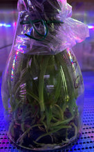 Load image into Gallery viewer, Flask - Cattleya Rlc. Ability Red 'Sunset Memory' SM/JOGA (Rlc. Birthday Dream x C. Psyche)
