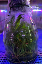 Load image into Gallery viewer, Flask - Cattleya Rlc Dick Smith 'Paradise'
