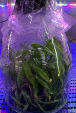 Load image into Gallery viewer, Flask - Cattleya Rlc Last Dream 'Vivian'
