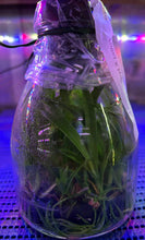 Load image into Gallery viewer, Flask - Cattleya Cosmic Delite (Bright Angel x Batemaniana)
