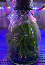 Load image into Gallery viewer, Flask - Cattleya Cosmic Delite (Bright Angel x Batemaniana)
