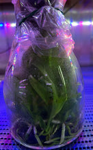 Load image into Gallery viewer, Flask - Cattleya Hsinying Little Sun 'Ching Hua' (Shinfong Little Sun x Hsinying Sunbeam)
