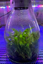 Load image into Gallery viewer, Flask - Oncidium Onc. Twinkle 'Red Fantasy'
