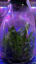 Load image into Gallery viewer, Flask - Vanda barnesii - Species

