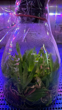 Load image into Gallery viewer, Flask - Psygmorchis pusilla - Species - Great For Terrariums
