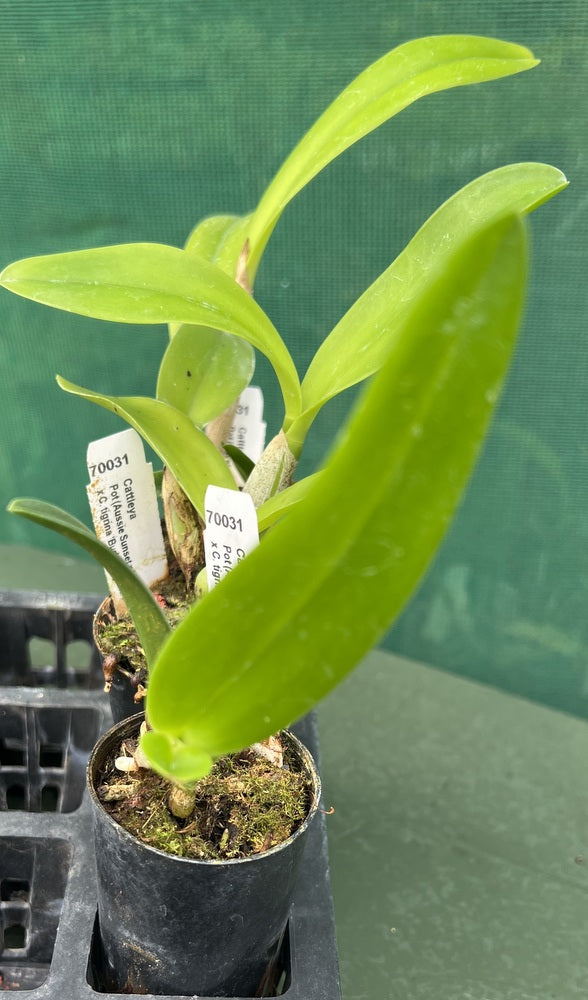 Orchid Seedling 50mm Pot Size - Cattleya (Aussie Sunset x Little Magic ...