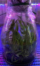 Load image into Gallery viewer, Flask - Vanda lamellata 'Hsinying' x self  - Species
