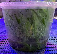 Load image into Gallery viewer, Flask - Oncidium Zygonisia Cynosure 'Blue Birds'
