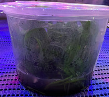 Load image into Gallery viewer, Flask - Cattleya Hiroshima Melody 'Blue Lagoon'
