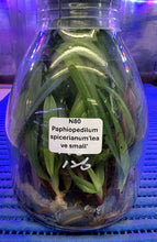 Load image into Gallery viewer, Flask - Paphiopedilum Paph. spicerianum  - Slipper Orchid species
