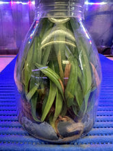 Load image into Gallery viewer, Flask - Paphiopedilum Paph. spicerianum  - Slipper Orchid species
