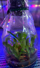 Load image into Gallery viewer, Flask - Paphiopedilum  Paph. (Hilo Girl x Thunder Cat 'Spotted') x sib - Slipper Orchid
