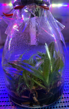 Load image into Gallery viewer, Flask - Paphiopedilum  Paph. In Charm Gold x rungsuriyanum - Slipper Orchid
