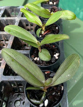 Load image into Gallery viewer, Orchid Seedling 50mm Pot Size - Phalaenopsis Sogo 'Shito'
