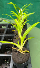 Load image into Gallery viewer, Orchid 50mm Pot Size - Oncidium Zygo Jumpin Jack
