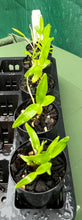 Load image into Gallery viewer, Orchid Seedling 50mm Pot Size - Dendrobium denneanum 'dark eye' - Species
