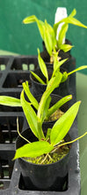 Load image into Gallery viewer, Orchid 50mm Pot Size - Oncidium Woon Leng's Red Gem 'Chian Tzy Heart'
