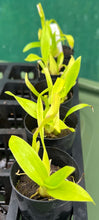 Load image into Gallery viewer, Orchid 50mm Pot Size - Oncidium Heaven Scent 'Sweet Baby'
