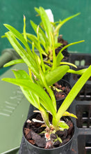 Load image into Gallery viewer, Orchid Seedling  50mm Pot Size - Cattleya B nodosa x C percivaliana alba
