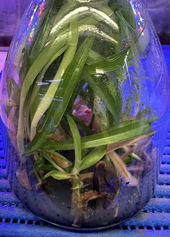 Flask Paphiopedilum Paph. kolopakingii album x philippinense album