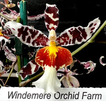 Load image into Gallery viewer, Flask - Oncidium Odontocidium Rex's Luck 'Firefly'
