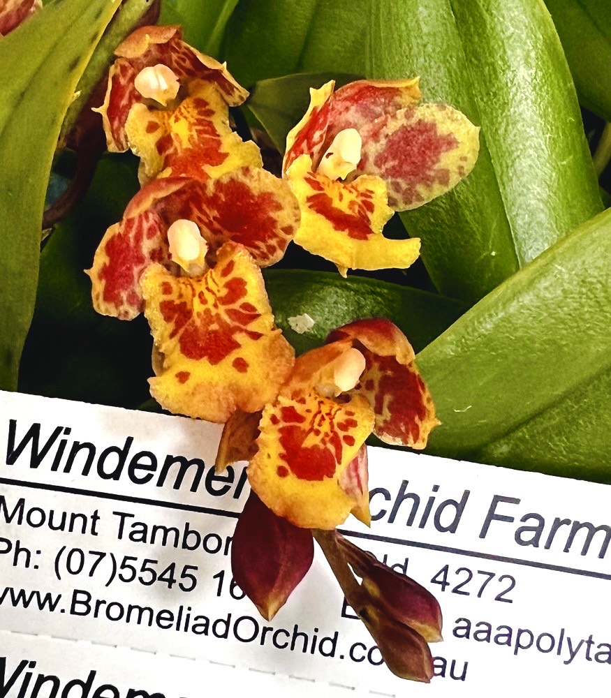 Orchid 50mm Pot Size - Oncidium Howeara Lava Burst 'Pacific Sunrise'