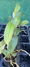 Load image into Gallery viewer, Orchid Seedling  50mm Pot Size - Cattleya George Suzuki
