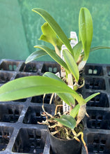 Load image into Gallery viewer, Orchid Seedling  50mm Pot Size - Cattleya Blanche Aisaka Yuki x Morning Song &#39;Mei&#39;
