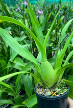 Load image into Gallery viewer, Flowering Size Plant - Oncidium Wildcat Bobcat
