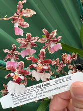 Load image into Gallery viewer, Flask - Oncidium Ruth's Rainbow 'Over the Rainbow'
