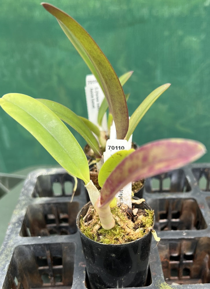 Orchid Seedling  50mm Pot Size - Cattleya (Horace 'maxima' x briegeri 'star of brazil') x Aussie Sunset