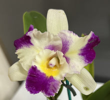 Load image into Gallery viewer, Orchid Seedling  50mm Pot Size - Cattleya Tzeng Wen Beauty x Magic Melody
