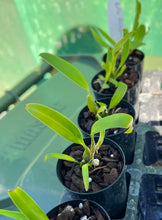 Load image into Gallery viewer, Orchid Seedling 50mm Pot Size - Bulbophyllum facetum species
