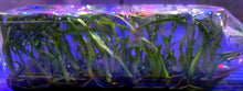 Load image into Gallery viewer, Flask - Oncidium Bellara Marfitch 'Howard's Dream'
