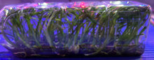 Load image into Gallery viewer, Flask - Oncidium Bellara Marfitch 'Howard's Dream'
