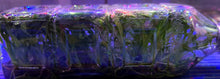 Load image into Gallery viewer, Flask - Oncidium Odontocidium Rex's Luck 'Firefly'
