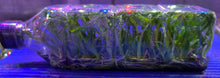 Load image into Gallery viewer, Flask - Oncidium Sharry Baby 'Sweet Fragrance'
