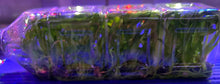 Load image into Gallery viewer, Flask - Oncidium Witch's Jewel 'Ivory Lips'
