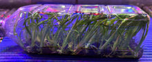 Load image into Gallery viewer, Flask - Oncidium Bellara Snowblind 'Sweetspots'

