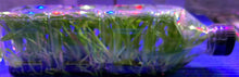 Load image into Gallery viewer, Flask - Oncidium Bellara Tahoma Glacier 'Green'
