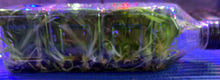 Load image into Gallery viewer, Flask - Oncidium Burrageara Brazillan Sun 'Samba'
