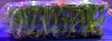 Load image into Gallery viewer, Flask - Oncidium Burrageara Brazillan Sun 'Samba'
