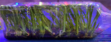 Load image into Gallery viewer, Flask - Oncidium Bellara Big Shot 'Hilo Sparkle'
