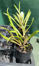 Load image into Gallery viewer, Orchid Seedling  50mm Pot Size - Cattleya Jimminey Cricket &#39;superbug&#39; x digbyana
